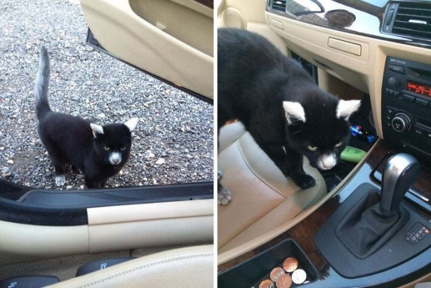 Foto - Vitiligo hastalığına sahip sevimli hayvanlar