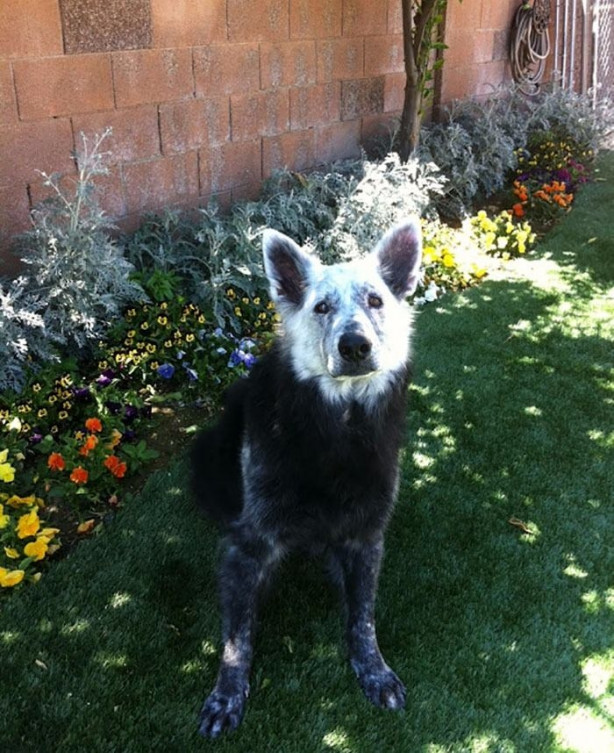 Foto - Vitiligo hastalığına sahip sevimli hayvanlar