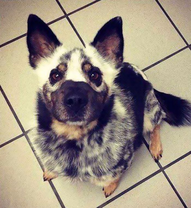 Foto - Vitiligo hastalığına sahip sevimli hayvanlar