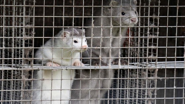 Vizonları itlaf etmişlerdi! Avrupa ülkesi fena karıştı