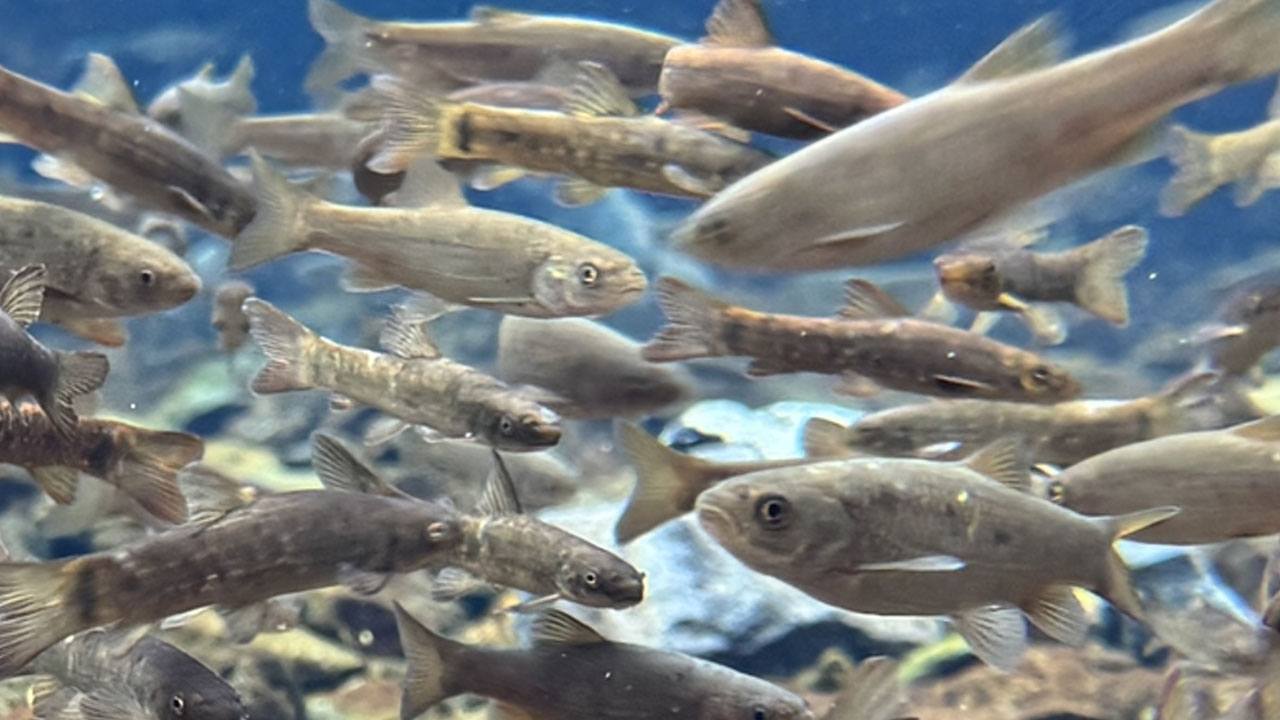 Foto - Volkanik dağın eteklerindeki "doğal akvaryum" incelemeye alındı