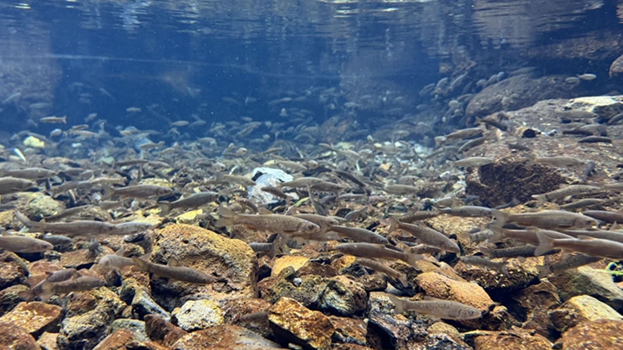 Volkanik dağın eteklerindeki "doğal akvaryum" incelemeye alındı