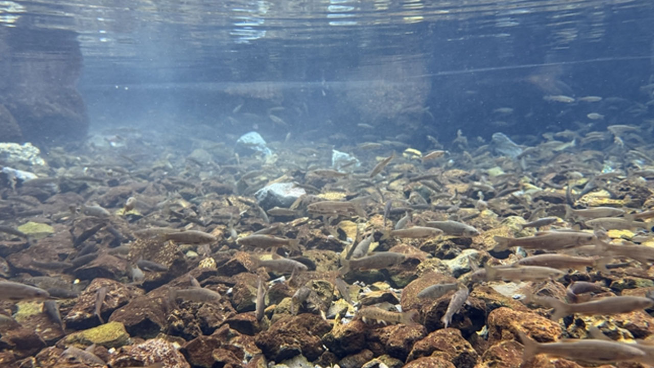 Foto - Volkanik dağın eteklerindeki "doğal akvaryum" incelemeye alındı