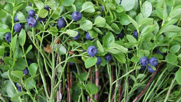 Foto - Vücuda girer girmez etkisini gösteriyor! Yemeyen bin pişman…