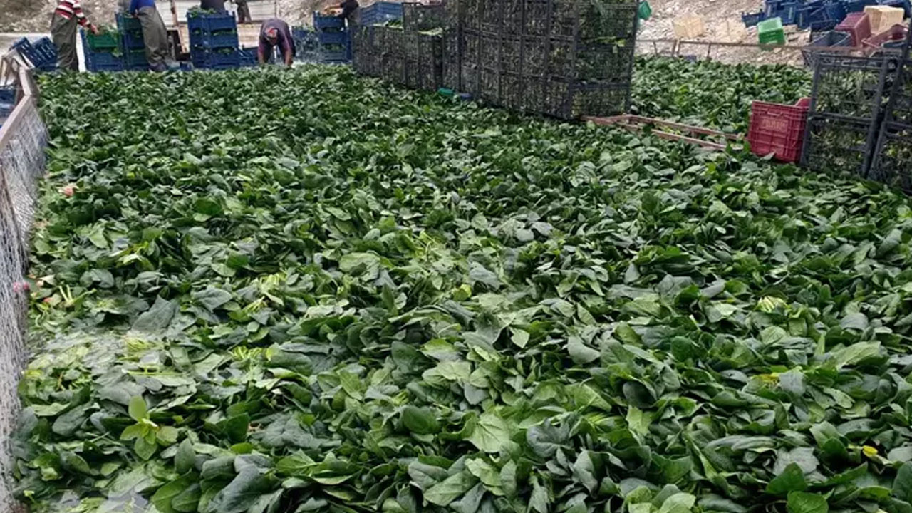 Foto - Vücuda pek çok fayda sağlar