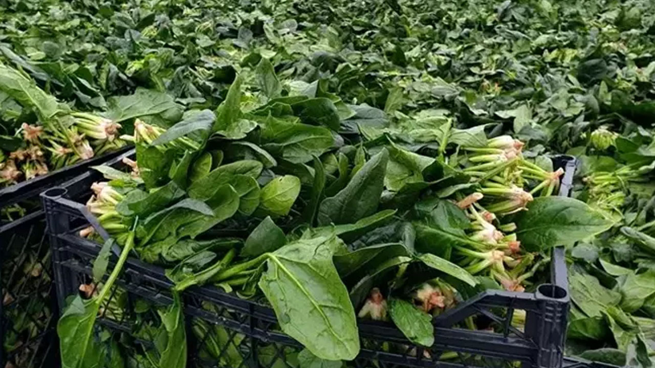 Foto - Vücuda pek çok fayda sağlar