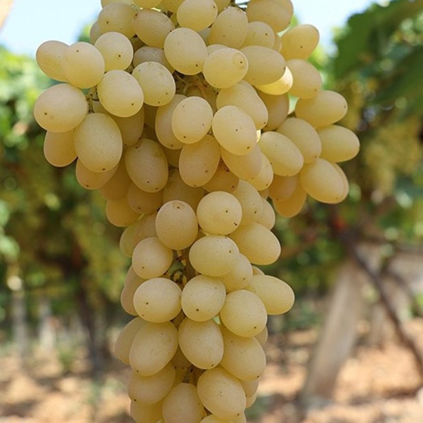 Foto - Vücudu alkali hale getiren meyve ve sebzeler