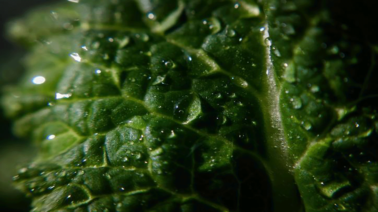 Vücudu dipçik, kemikleri çelik yapıyor! Bu süper besini sofranızdan eksik etmeyin