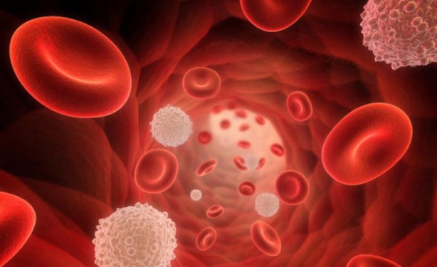 Foto - Vücudu toksinlerden arındıran 5 yiyecek