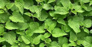 Foto - Vücudunuzdan nikotini temizleyen 11 besin: Yaptığı görevlere şok olacaksınız, kimse beklemiyordu! 