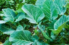 Foto - Vücudunuzdan nikotini temizleyen 11 besin: Yaptığı görevlere şok olacaksınız, kimse beklemiyordu! 