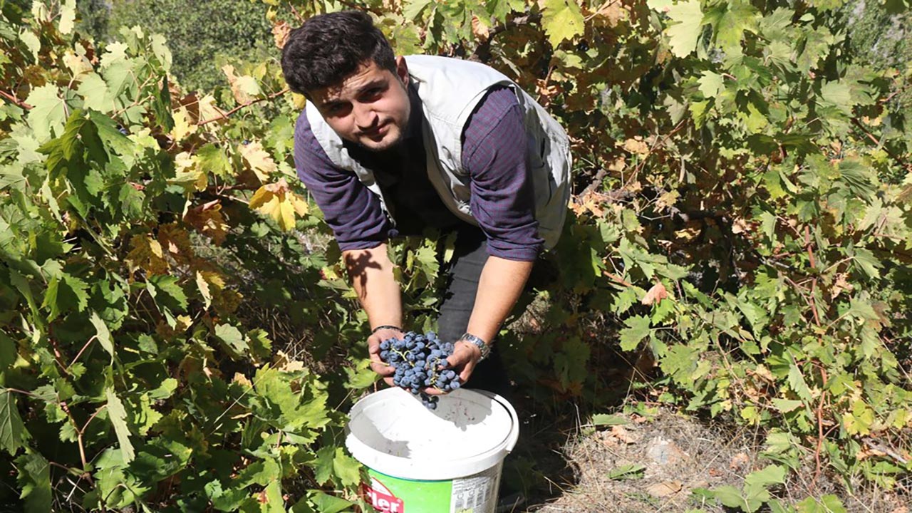 Foto - Vücut direncini çelik gibi yapan doğal ilaç! Kış aylarında tüketiliyor, faydaları inanılmaz: Herkes merak ediyor, böylesi görülmedi