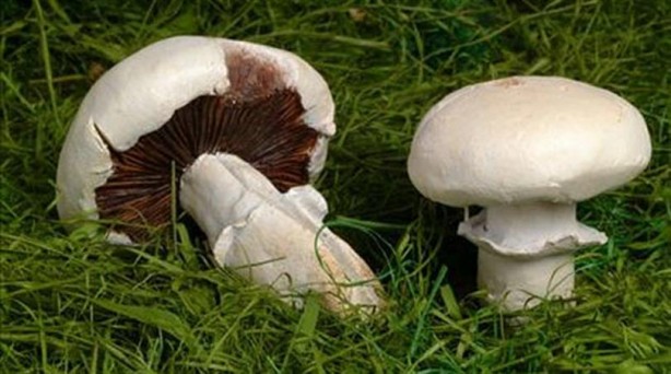 Foto - Vücutta önemli bir etkiye sahip! Yüksek D vitamini içeren besinler