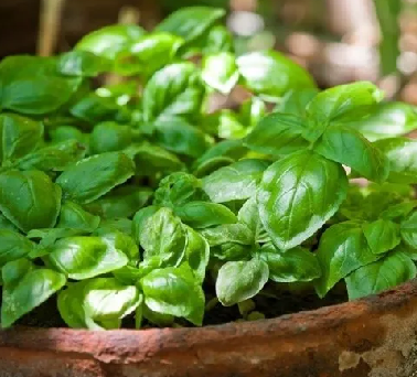 Foto - Vücuttaki iltihabı eritiyor! Birçok sağlık sorunları için 14 gün yapılacak: İç organları tertemiz yapıyor! Şimdi deneyin