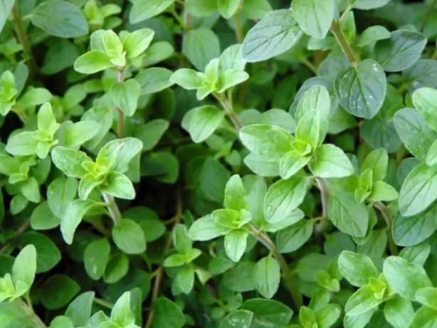 Foto - Vücuttaki iltihabı kurutan 10 besin