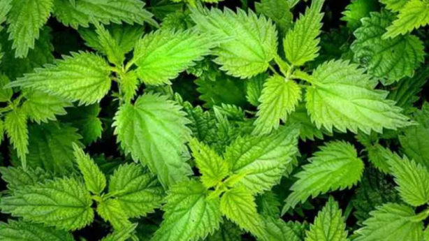 Foto - Vücuttaki iltihabı kurutan 10 besin