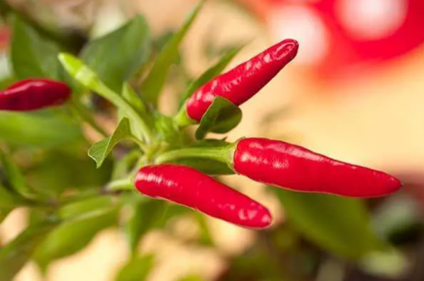 Foto - Vücuttaki iltihabı kurutan 10 besin