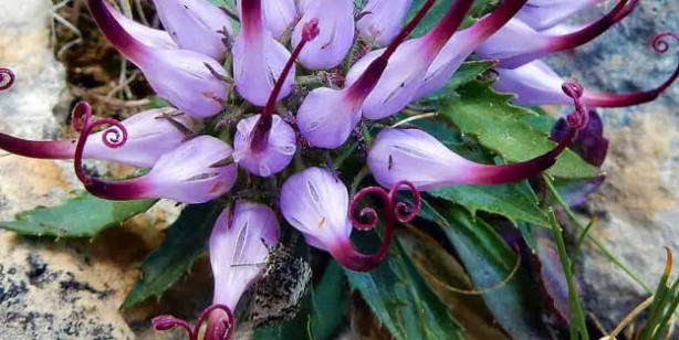 Foto - Vücuttaki iltihabı kurutuyor! İşte o muhteşem bitki