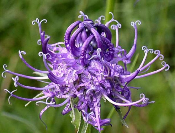 Foto - Vücuttaki iltihabı kurutuyor! İşte o muhteşem bitki