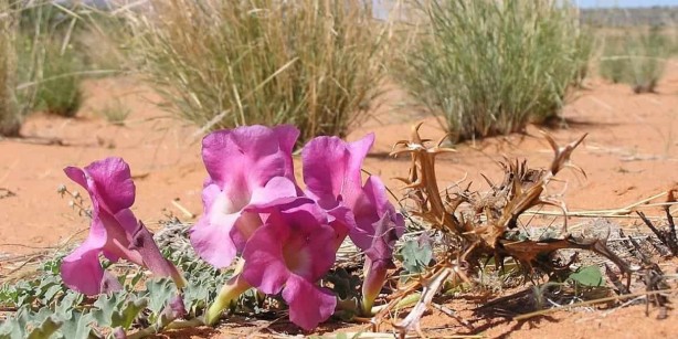 Foto - Vücuttaki iltihabı kurutuyor! İşte o muhteşem bitki