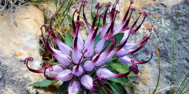 Foto - Vücuttaki iltihabı kurutuyor! İşte o muhteşem bitki