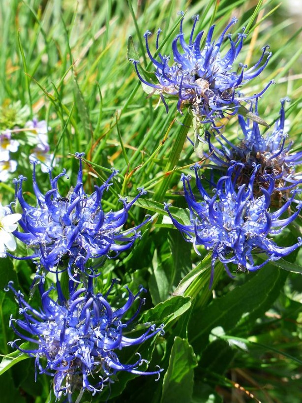 Foto - Vücuttaki iltihabı kurutuyor! İşte o muhteşem bitki