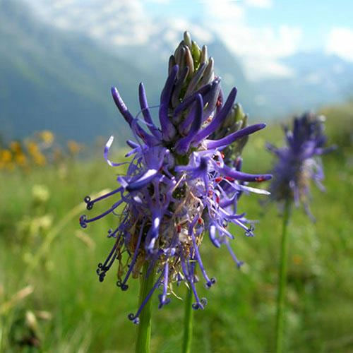 Foto - Vücuttaki iltihabı kurutuyor! İşte o muhteşem bitki