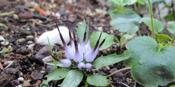 Vücuttaki iltihabı kurutuyor! İşte o muhteşem bitki