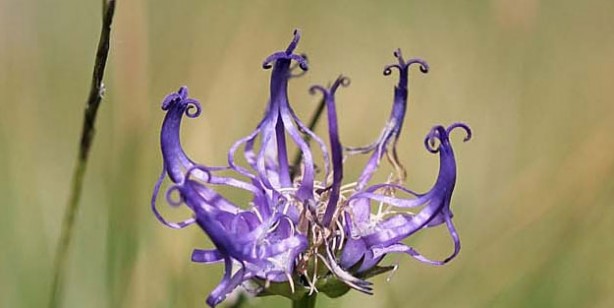 Foto - Vücuttaki iltihabı kurutuyor! İşte o muhteşem bitki