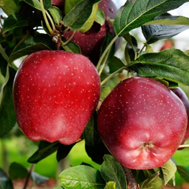 Foto - Vücuttaki iltihabı önleyen besinler