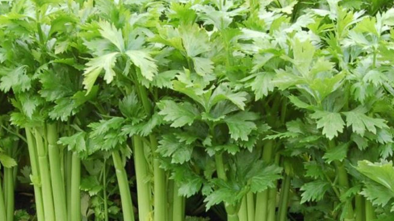 Foto - Vücuttaki ürik asidi düşürebilecek 8 besin vitamin bombası: Bilinçsiz kullanımı sağlık riskleri taşıyor