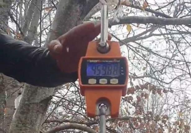 Foto - Vurulan yaban domuzu şok etti! Tam 459 kilo…