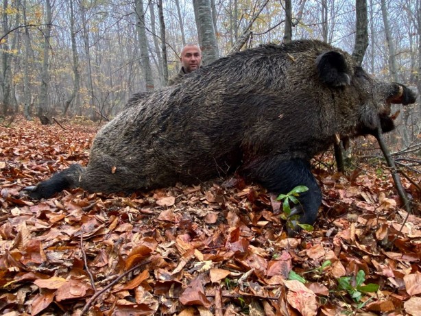 Vurulan yaban domuzu şok etti! Tam 459 kilo…