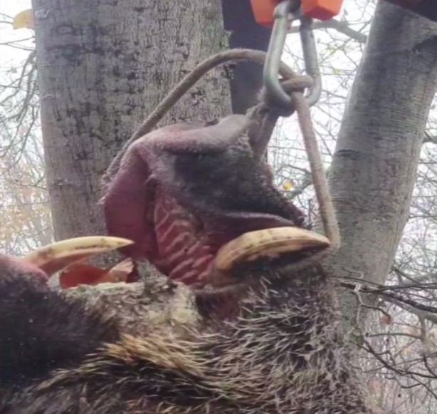 Foto - Vurulan yaban domuzu şok etti! Tam 459 kilo…