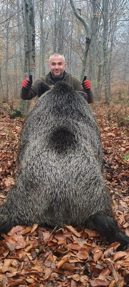 Foto - Vurulan yaban domuzu şok etti! Tam 459 kilo…