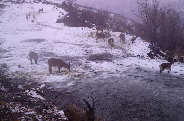 Foto - Yaban hayatı fotokapanla görüntülendi