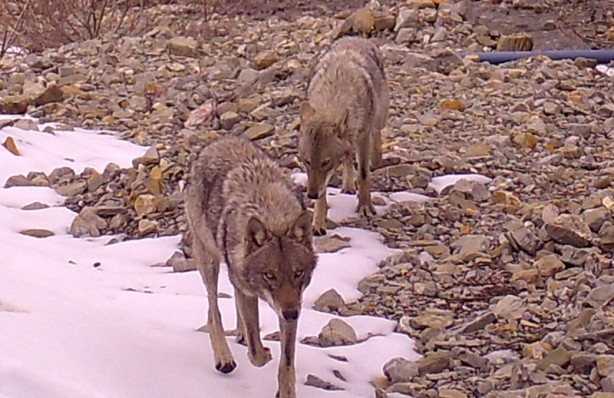 Foto - Yaban hayatı fotokapanla görüntülendi