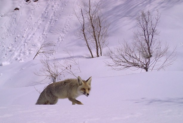 Yaban hayatı fotokapanla görüntülendi