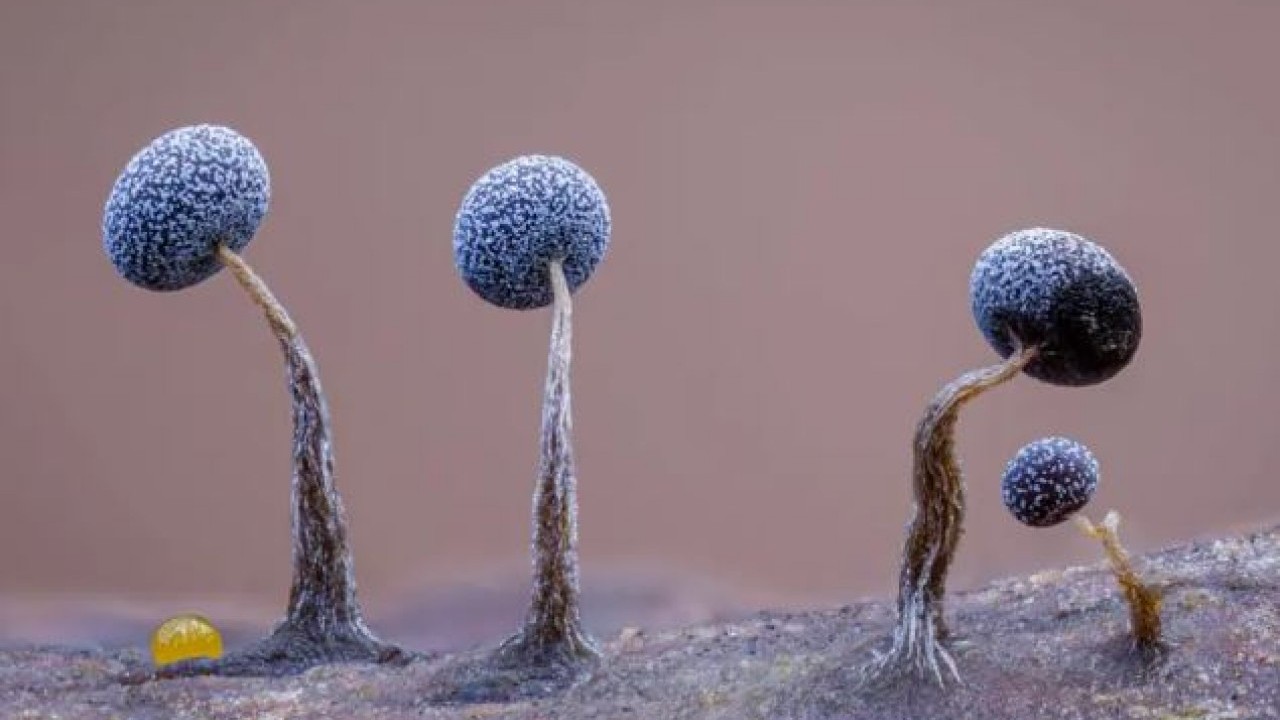 Foto - Yaban hayatının en iyi fotoğrafları