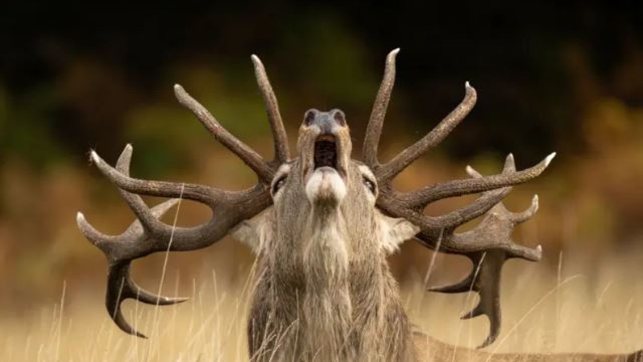 Foto - Yaban hayatının en iyi fotoğrafları