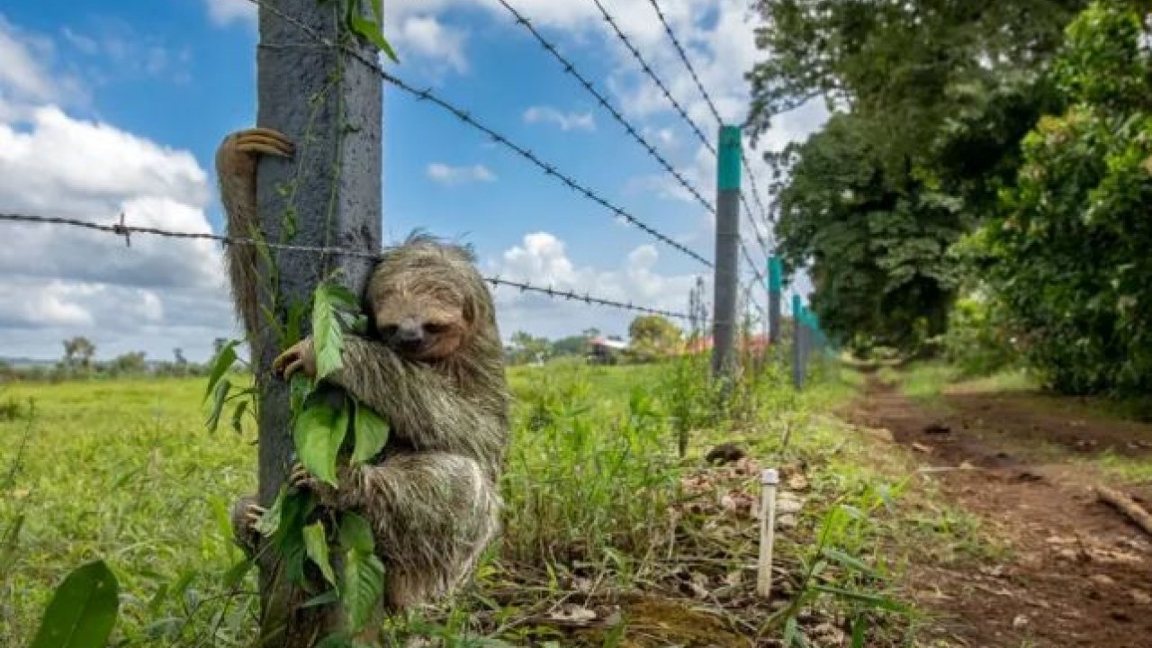 Foto - Yaban hayatının en iyi fotoğrafları