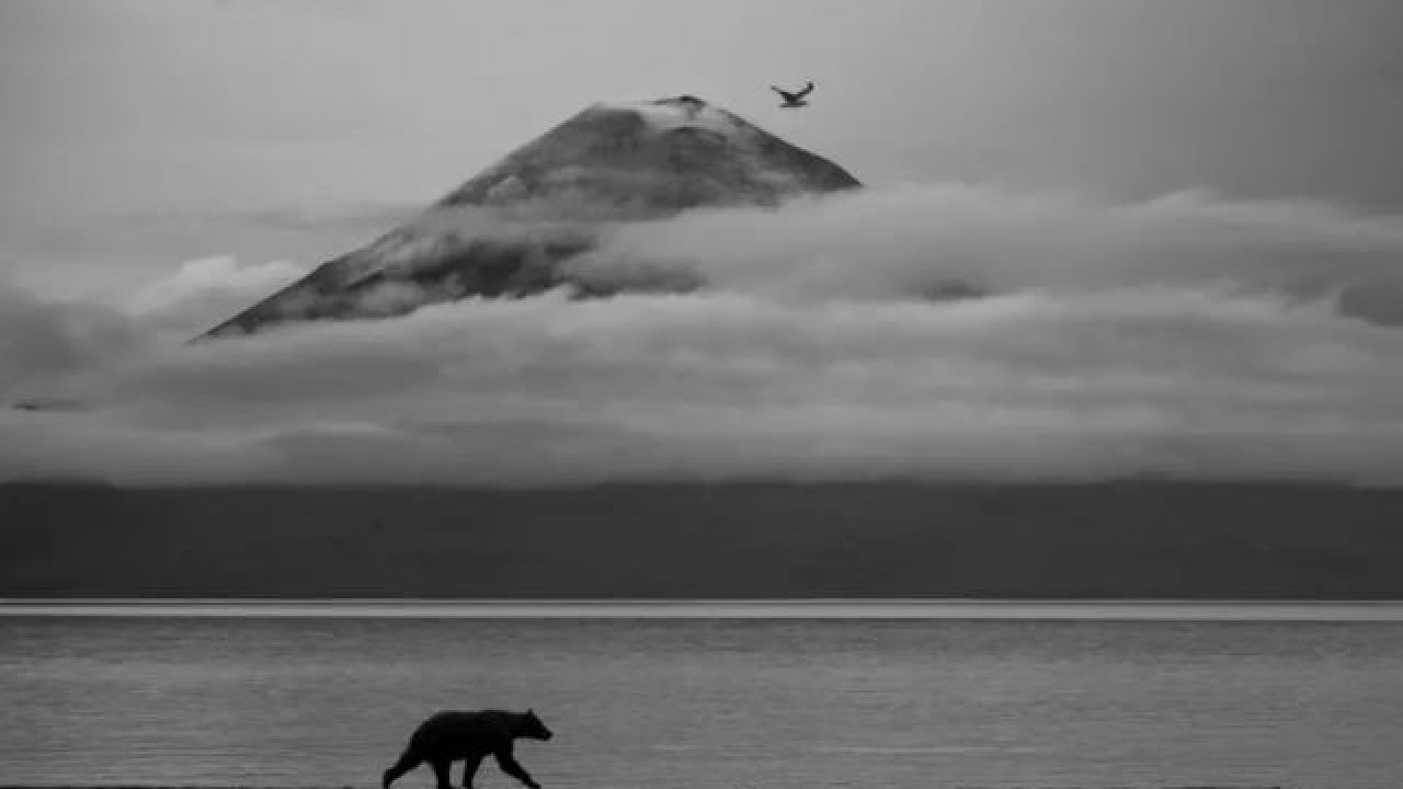 Foto - Yaban hayatının en iyi fotoğrafları