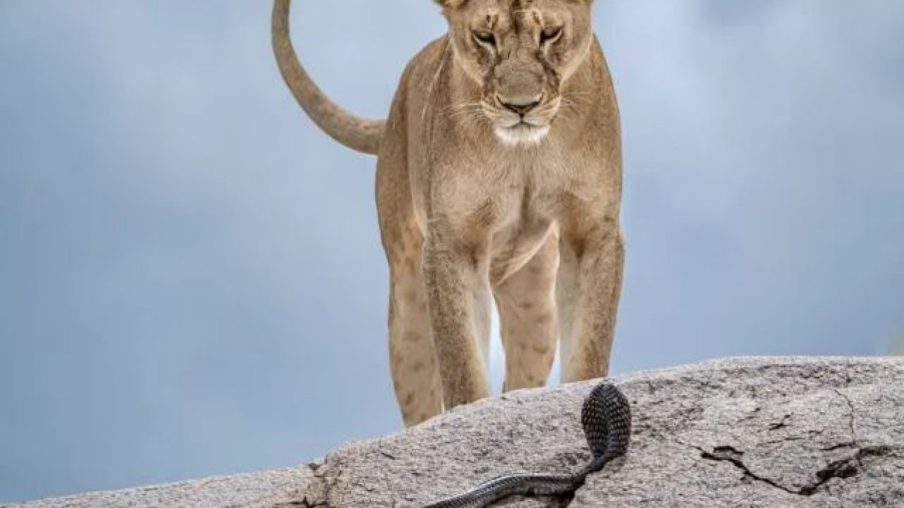 Foto - Yaban hayatının en iyi fotoğrafları