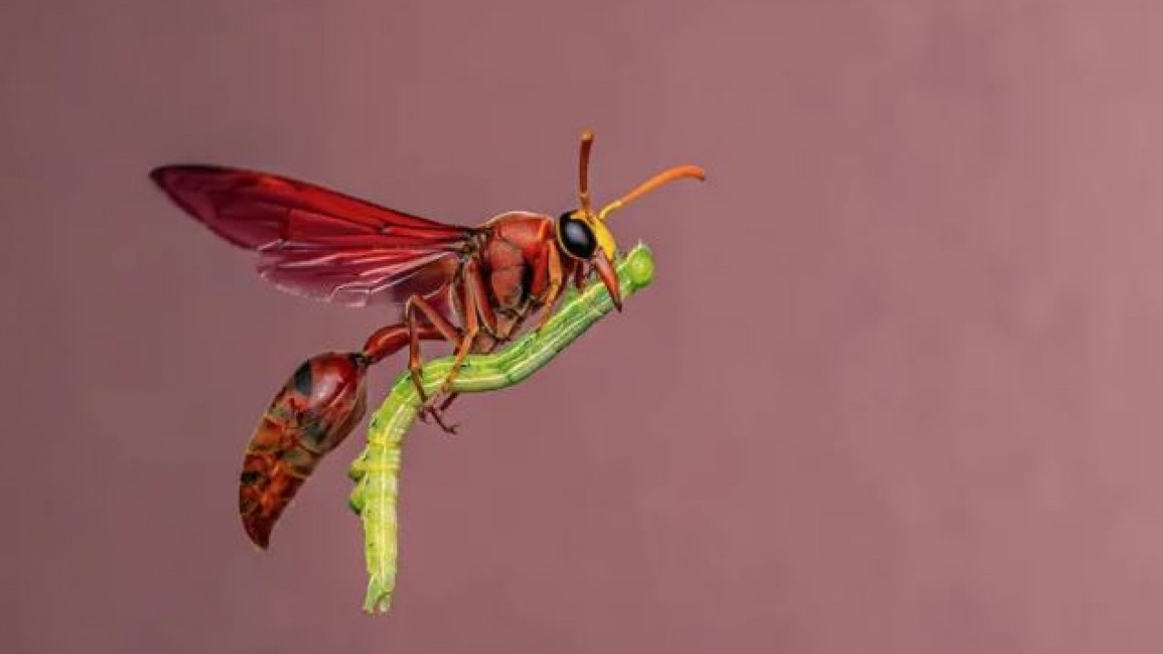 Yaban hayatının en iyi fotoğrafları