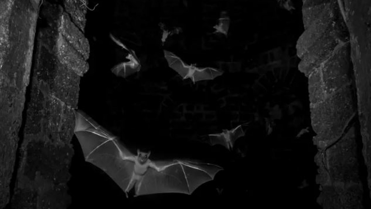 Foto - Yaban hayatının en iyi fotoğrafları