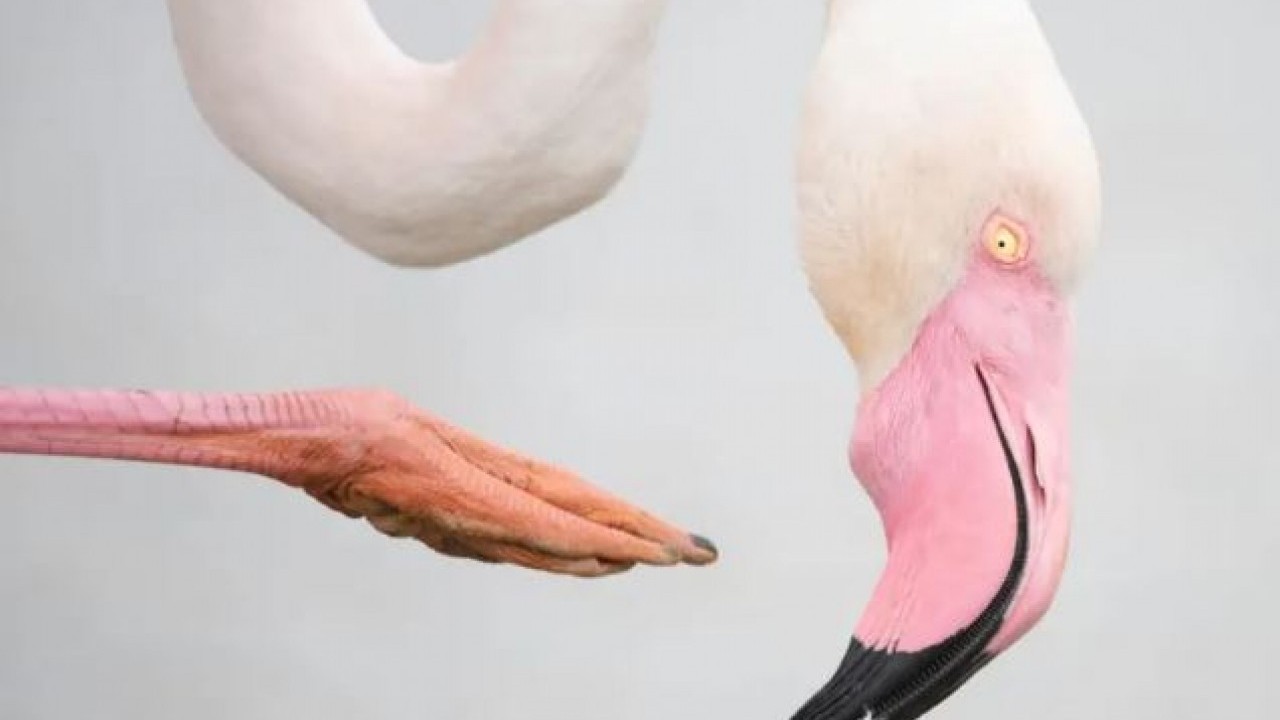 Foto - Yaban hayatının en iyi fotoğrafları