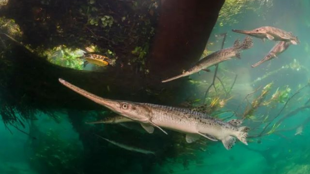 Foto - Yaban hayatının en iyi fotoğrafları