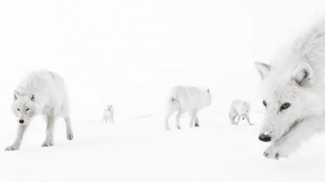 Foto - Yaban hayatının en iyi fotoğrafları