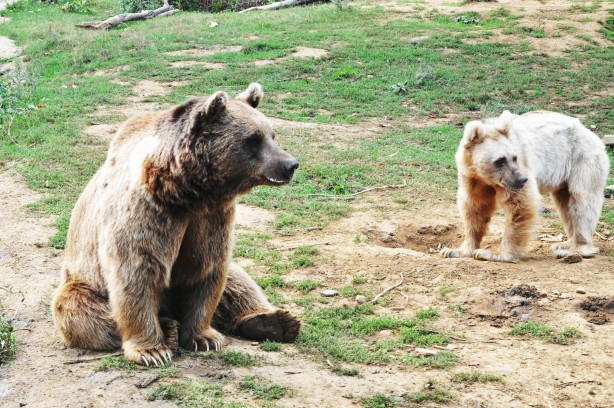 Foto - Yaban hayvanları Bursa'da güvende