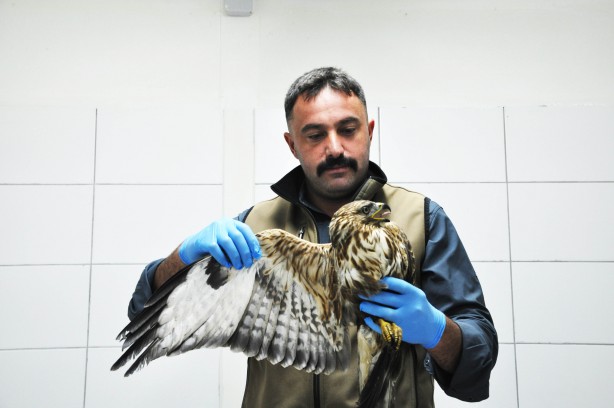 Foto - Yaban hayvanları Bursa'da güvende